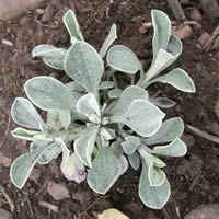 Antennaria microphylla